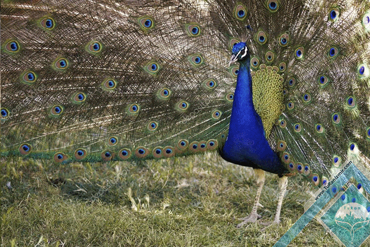 باغ وحش بزرگ ازمیر