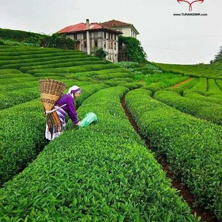 صادرات چای از استان ریزه به بالای 10 میلیون دلار رسید